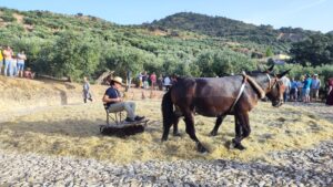 Recreación etnográfica del trillado del trigo con mulas y trillos tradicionales en una era